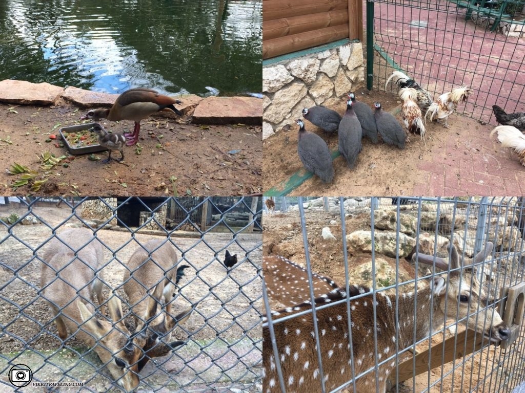 Кормление животных в зоопарке Хай-Кеф в Ришон-ле-Ционе, Израиль