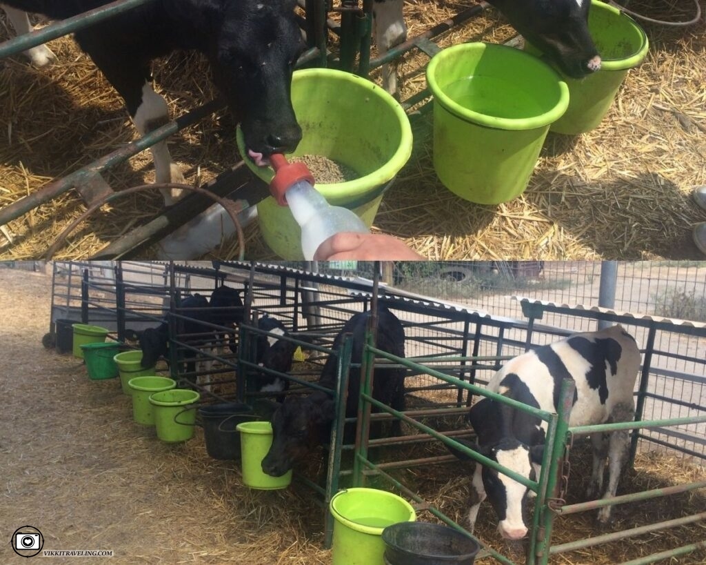 Коровья ферма Швиль-а-парот в г. Вифлеем Галилейский | Vikkitraveling Blog