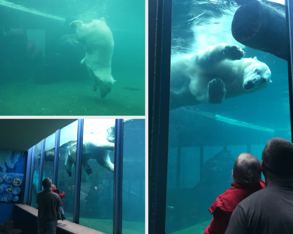 Белый медведь в зоопарке Будапешта | Vikkitraveling Blog
