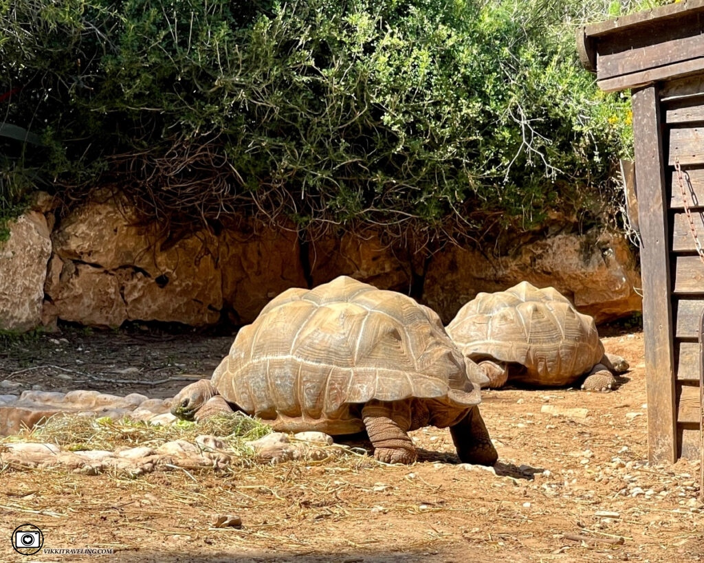 Черепахи в Иерусалимском зоопарке | Vikkitraveling Blog