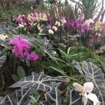 Орхидеи в парке Утопия, Израиль