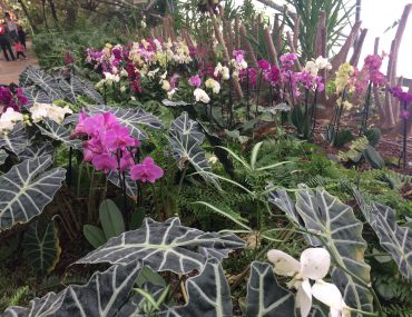 Сад орхидей (79 фото)