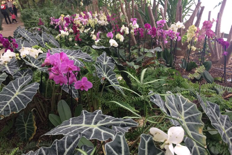 Орхидеи в парке Утопия, Израиль