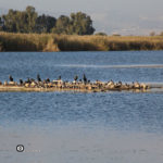 Перелетные птицы в Израиле. Эмек Хула