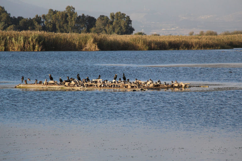 Перелетные птицы в Израиле. Эмек Хула