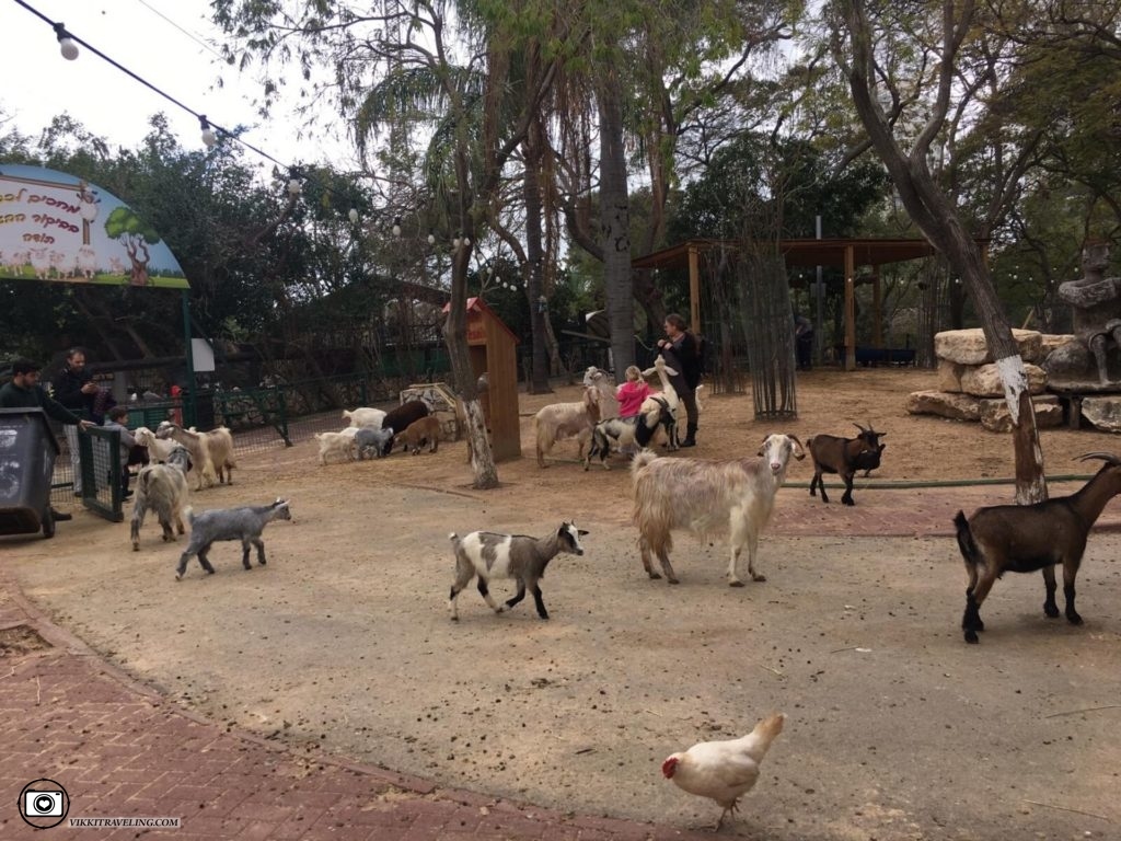 Кормление коз и овец в зоопарке Хай-Кеф в Ришон-ле-Ционе. Зоопарк в Израиле