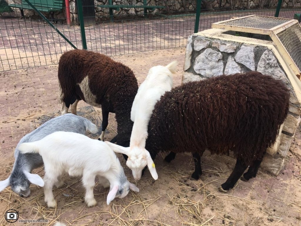 Кормление коз и овец в зоопарке Хай-Кеф в Ришон-ле-Ционе. Зоопарк в Израиле
