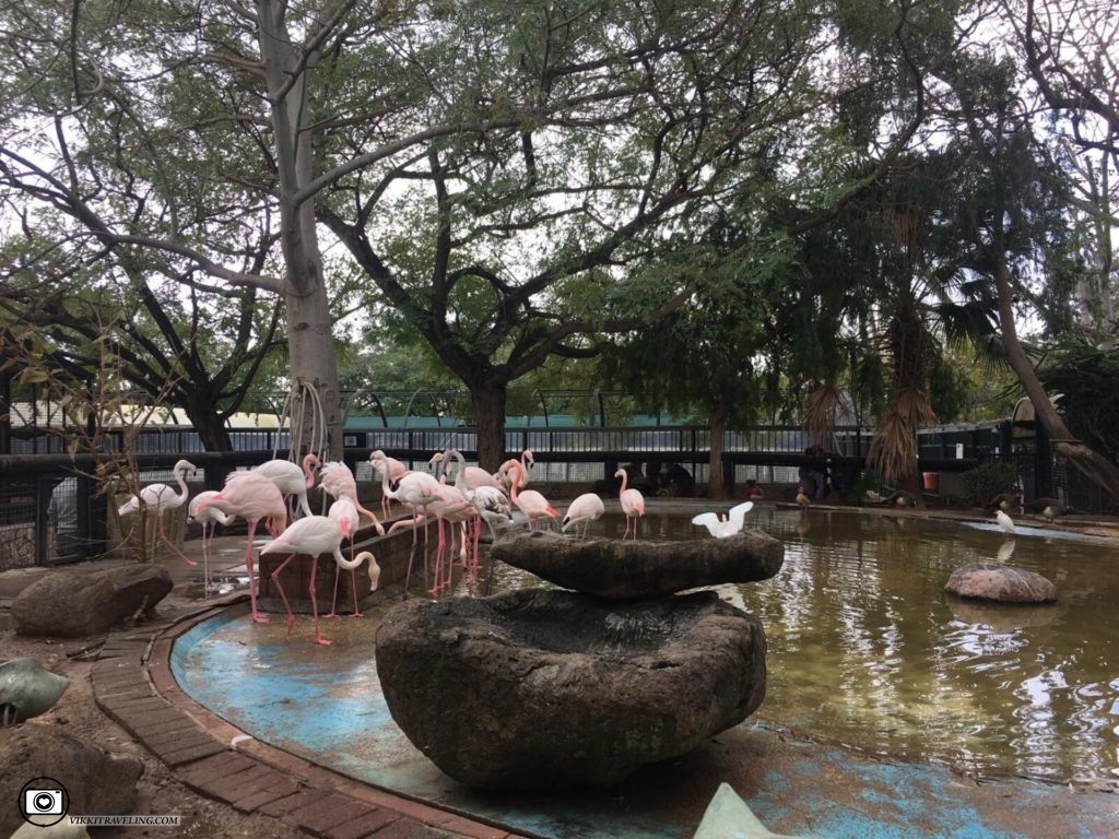 Фламинго в зоопарке Хай-Кеф в Ришон-ле-Ционе. Фламинго в Израиле