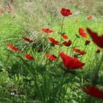 Цветение маков в Израиле. Весна в Израиле.