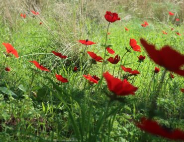 Цветение маков в Израиле. Весна в Израиле.