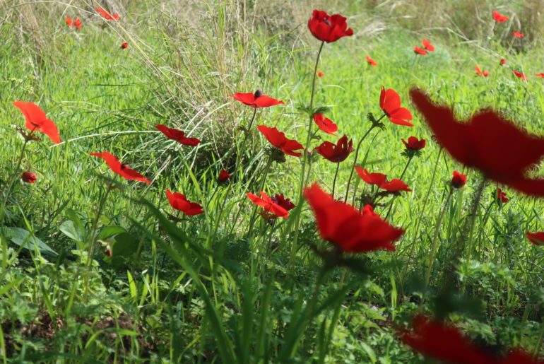 Цветение маков в Израиле. Весна в Израиле.