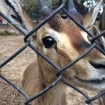 Олени в зоопарке Хай-Кеф в Ришон-ле-Ционе