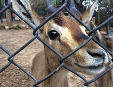 Олени в зоопарке Хай-Кеф в Ришон-ле-Ционе