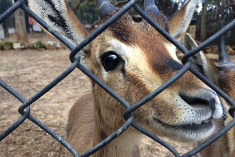 Олени в зоопарке Хай-Кеф в Ришон-ле-Ционе