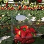 Сбор клубники в Израиле. Ферма Агронен. Гедера