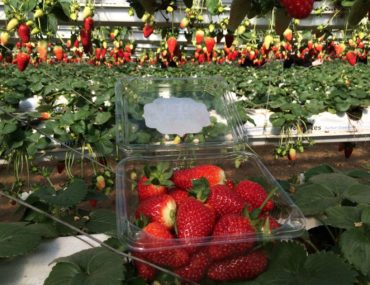 Сбор клубники в Израиле. Ферма Агронен. Гедера