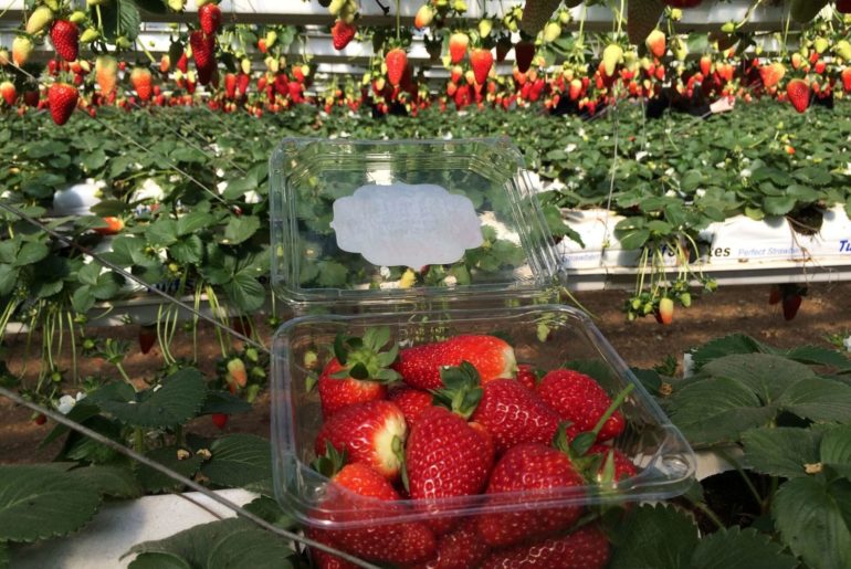 Сбор клубники в Израиле. Ферма Агронен. Гедера