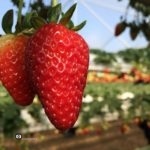 Сбор клубники в Израиле. Ферма Агронен. Гедера