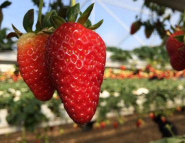 Сбор клубники в Израиле. Ферма Агронен. Гедера