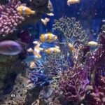 Аквариум в Иерусалиме. Израиль | Vikkitraveling Blog