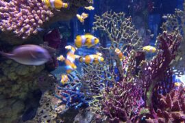 Аквариум в Иерусалиме. Израиль | Vikkitraveling Blog