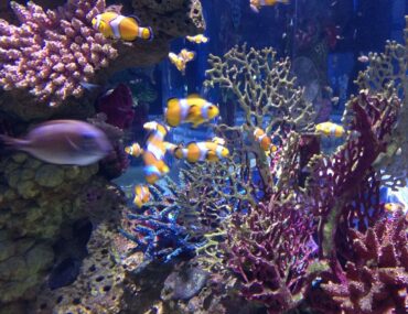 Аквариум в Иерусалиме. Израиль | Vikkitraveling Blog