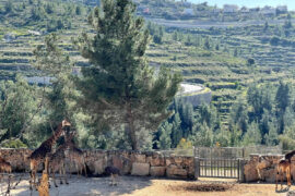 Библейский зоопарк в Иерусалиме | Vikkitraveling Blog