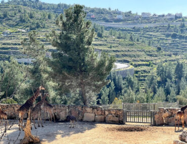 Библейский зоопарк в Иерусалиме | Vikkitraveling Blog