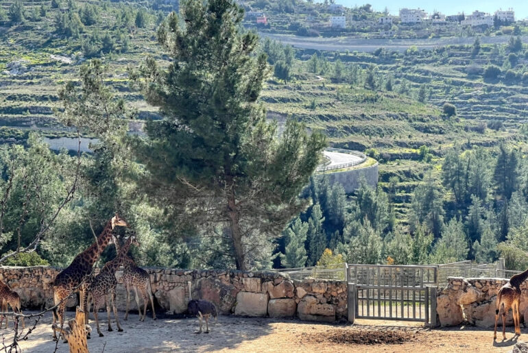 Библейский зоопарк в Иерусалиме | Vikkitraveling Blog