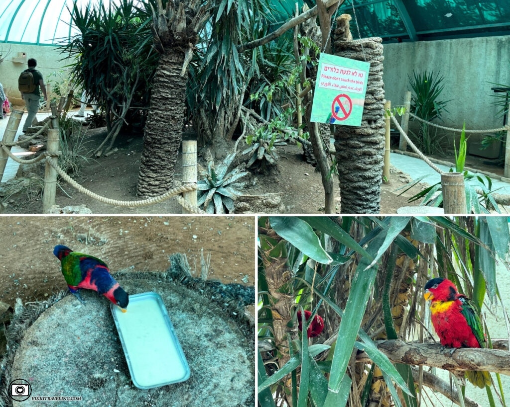 Попугаи в Иерусалимском зоопарке | Vikkitraveling Blog