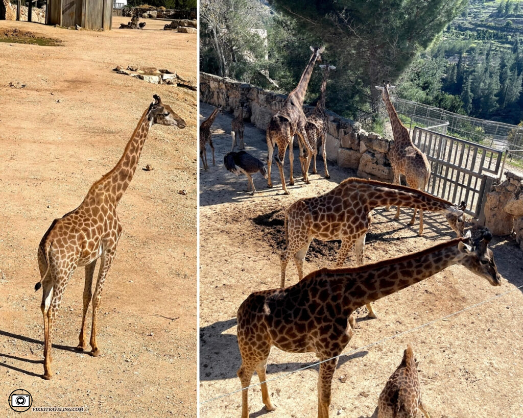 Жирафы в Иерусалимском зоопарке | Vikkitraveling Blog