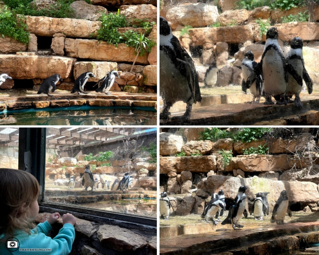 Пингвины в Иерусалимском зоопарке | Vikkitraveling Blog