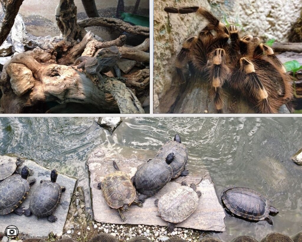 Зоопарк рептилий в Клагенфурте | Vikkitraveling Blog
